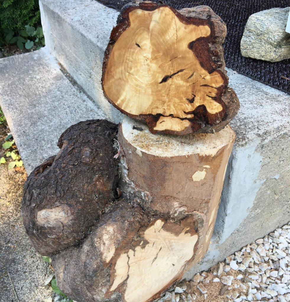 big birch burl